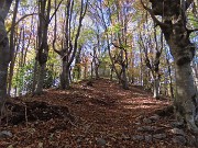 18 Nella splendida faggeta in smagliante  veste autunnale